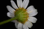 Mayweed <BR>Stinking chamomile